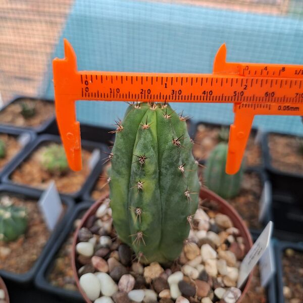 San Pedro Variegated (Echinopsis pachanoi variegata) - Image 3