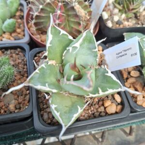 The Agave victoriae-reginae 'Sun King' is a rare and distinguished cultivar  of the Queen Victoria agave, celebrated for its compact rosette, striking  geometry, and golden variegation.