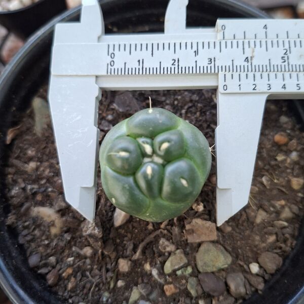 Coryphantha elephantidens inermis