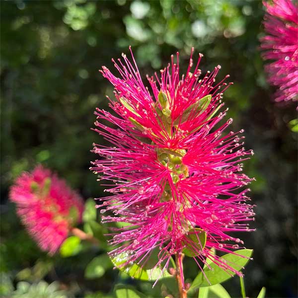 Callistemon Bottlebrush Pink for sale online South Africa