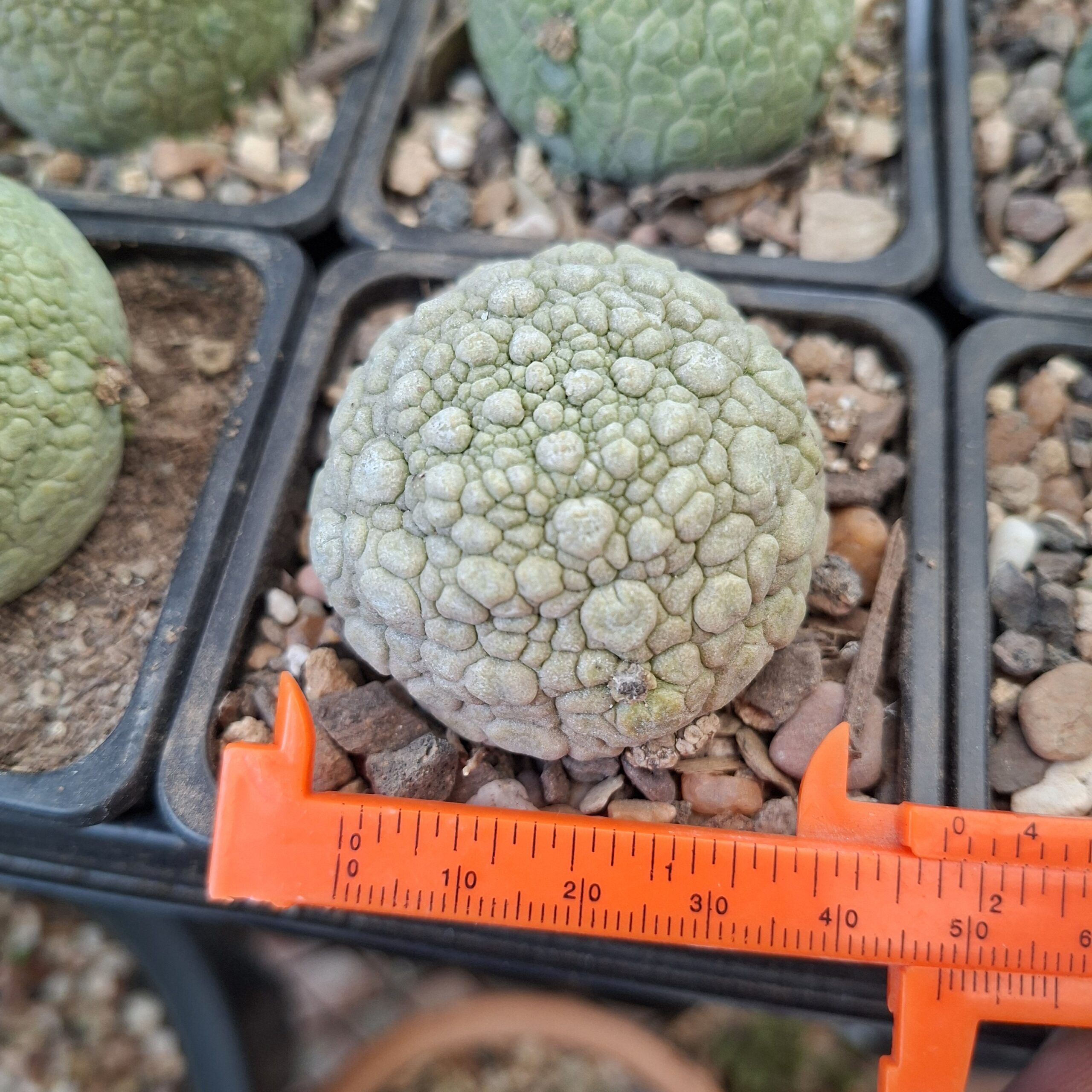 Pseudolithos Migiurtinus - Image 3