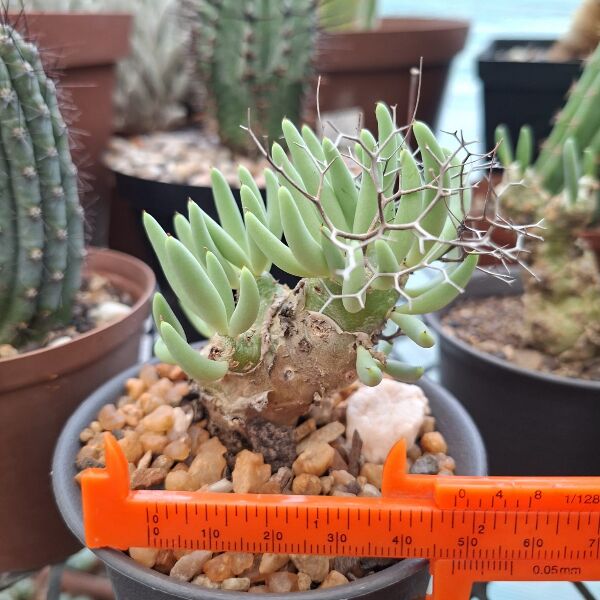 Tylecodon reticulatus - Image 2