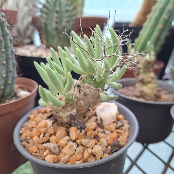 Tylecodon reticulatus - Image 3