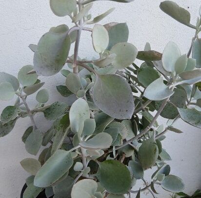 Kalanchoe Silver Spoons plant - couriered nationwide South Africa