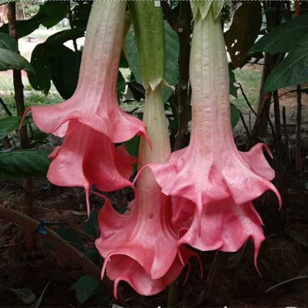 Brugmansia Angel Almost Red, South Africa, double almost red pink flowers