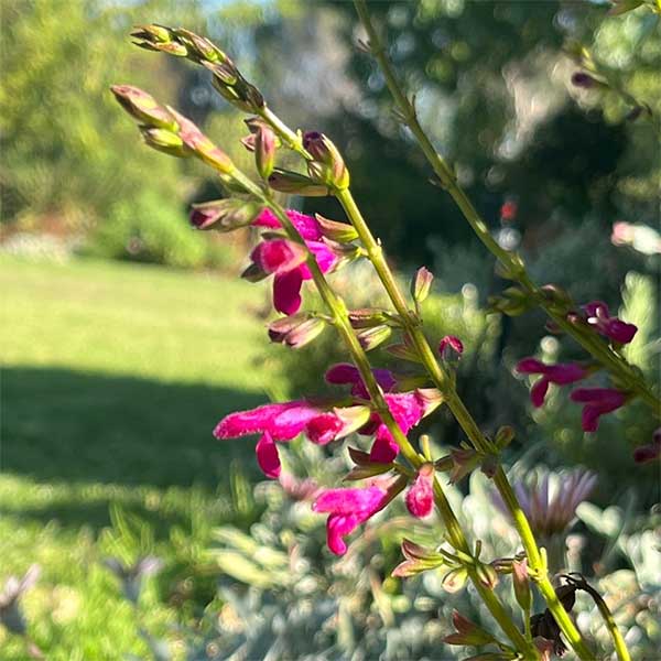 Salvia hot pink, shocking pink flowers, for sale, couriered nationwide, South Africa.